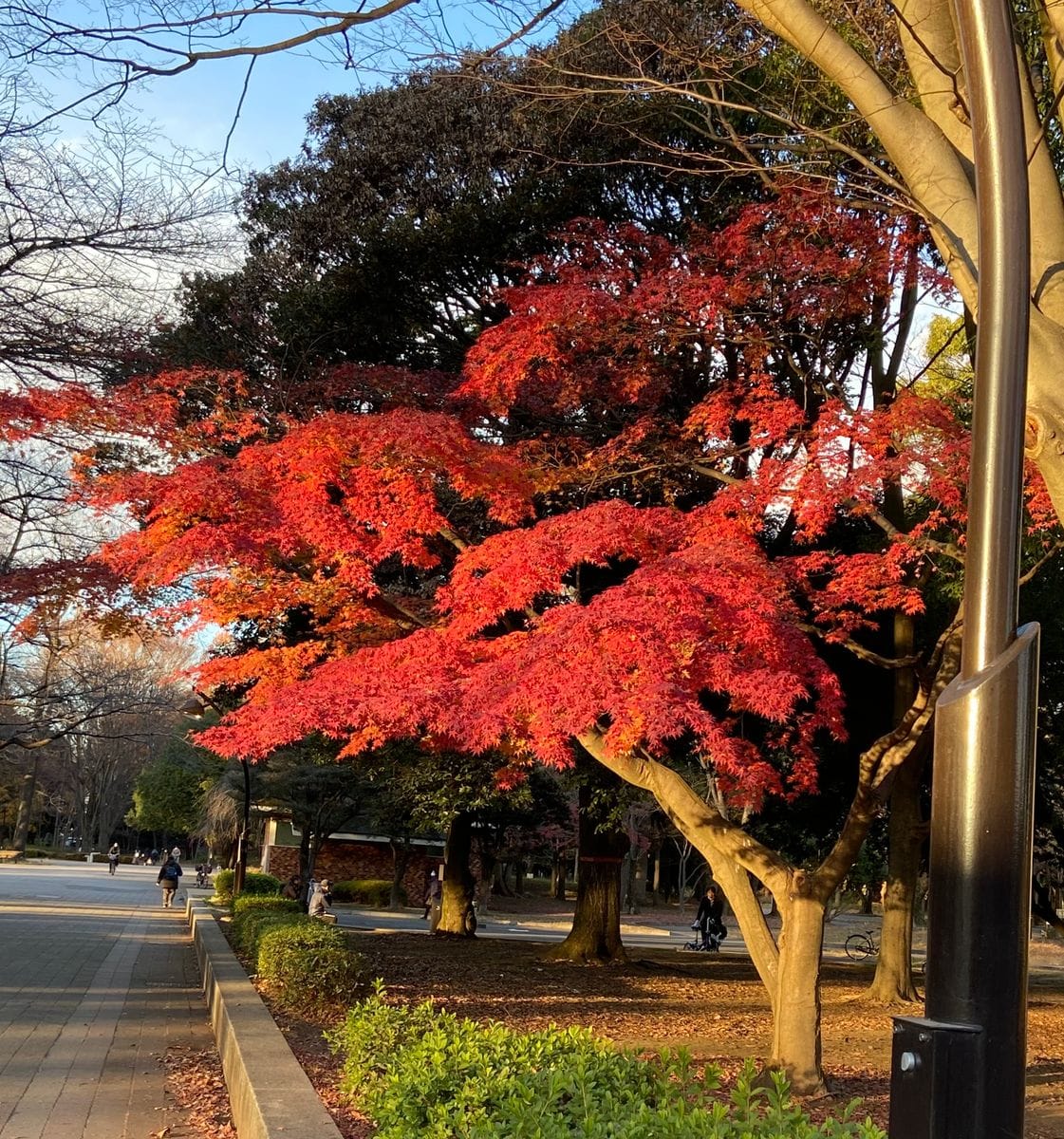 光が丘公園