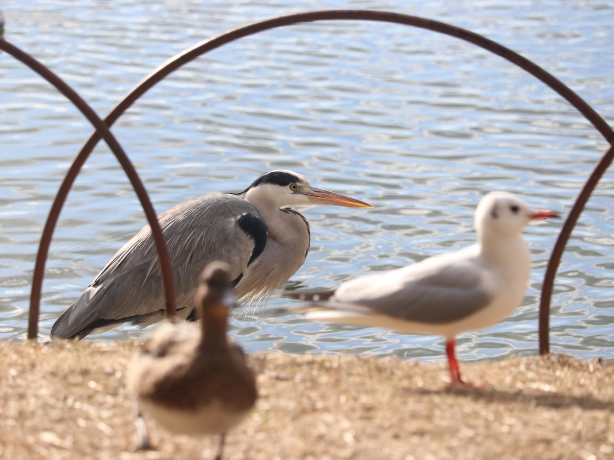 餌をあげる方のところに、アオサギ、カモメ、ヒドリガモがたくさんきてました。ときど