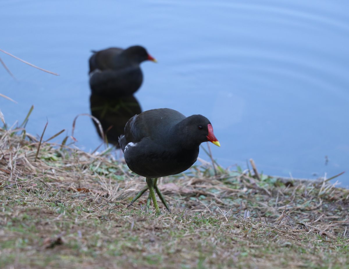 公園のバンが、かなり大きくなりました。 写真をとっていると池から上がってきました