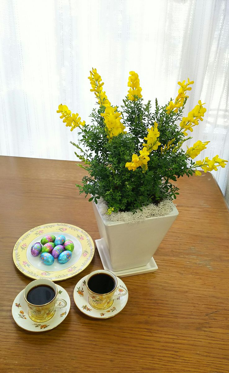 姫エニシダ  姫エニシダは爽やかな春の香り✨ 黄色の花は元気を貰えますね🎶 コーヒーと