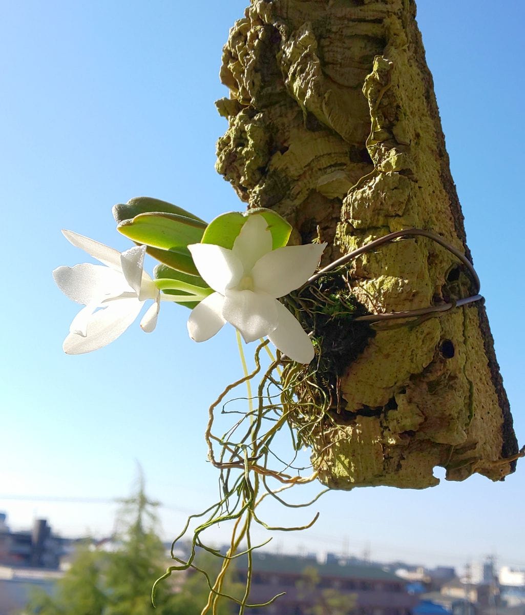 エランギスの写真 by 純令 エランギス＊ファスツォーサ  青空に純白のお花が清々しく💙