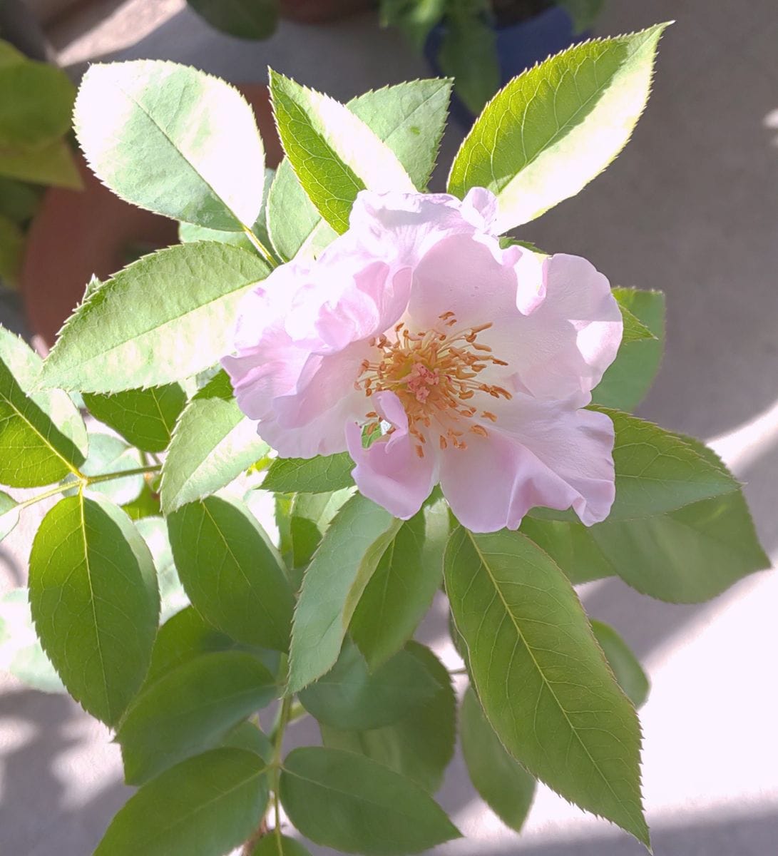 薔薇＊イエライシャン  3番花は一重のような薔薇が咲きました。  透明感のある 淡いピ