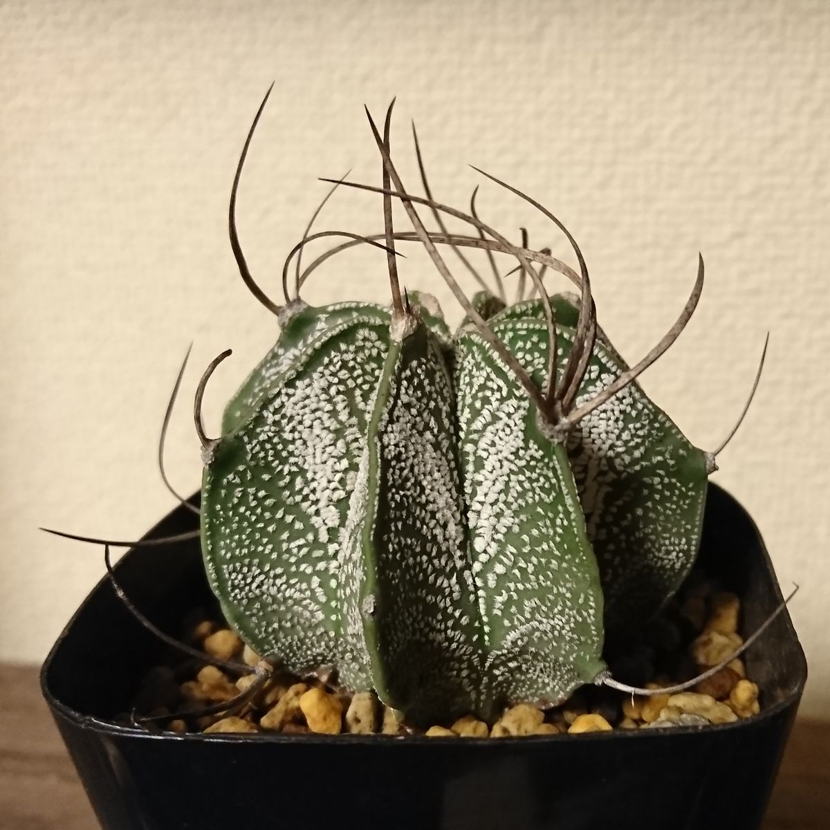 白瑞鳳玉 Astrophytum capricorn var.niveum 刺の形がなるほどカプリコーン。