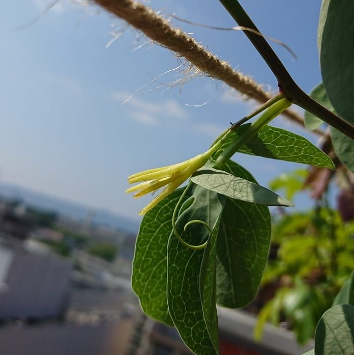 アデニア・グラウカが開花。 拍子抜けするほど質素な花だった。