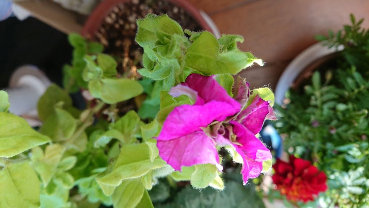 ペチュニアの写真 by Yumimi 花をもりもり咲かせよう、と土も専用培養土を珍しく買っ
