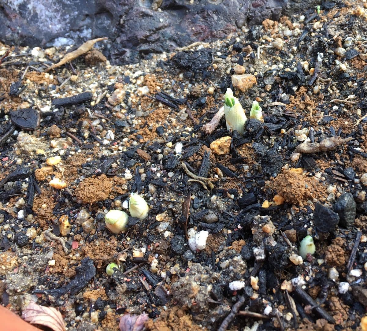 クロッカスの写真 by しまくじら 年末に球根を買って、表花壇に植え込んだクロッカス