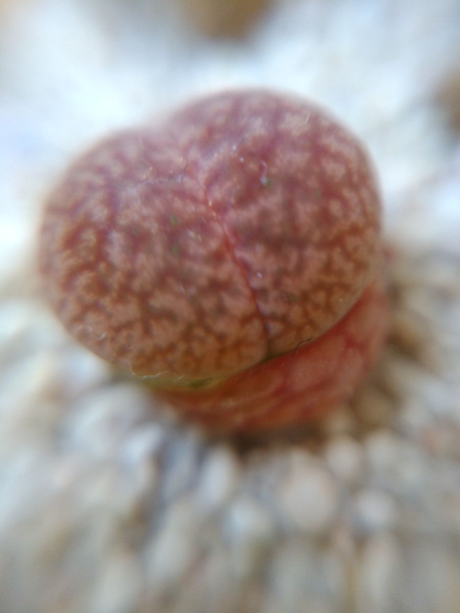 珊瑚玉(リトープス）