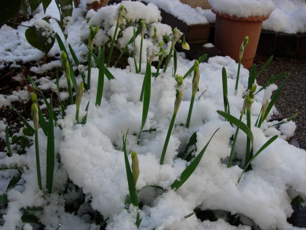 ２月１２日 日本水仙のつぼみ・・雪の中で。  例年になく厳しい寒さの続くこの冬。 こ