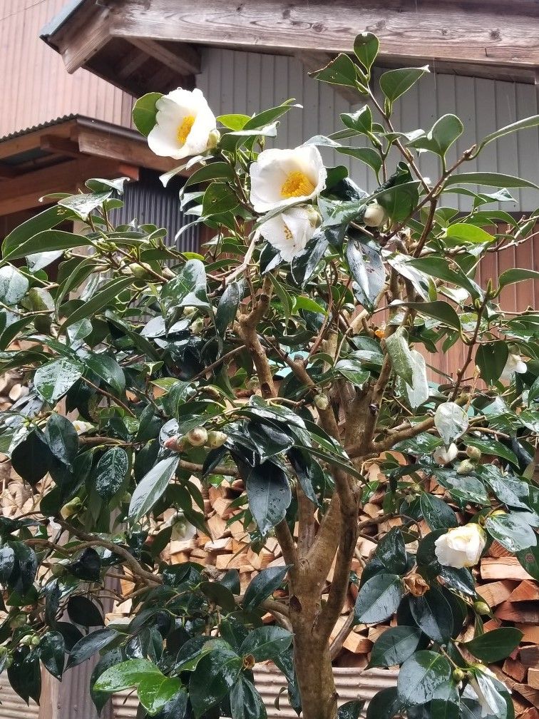 古典椿「初嵐」沢山付いていた蕾が大雪のため開かず、 茶色になって落ちて行った。 よ