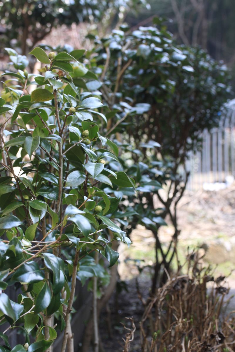 小屋裏に植えてある９本の椿…開花は？ 奧の大きな木は白花沈丁花。