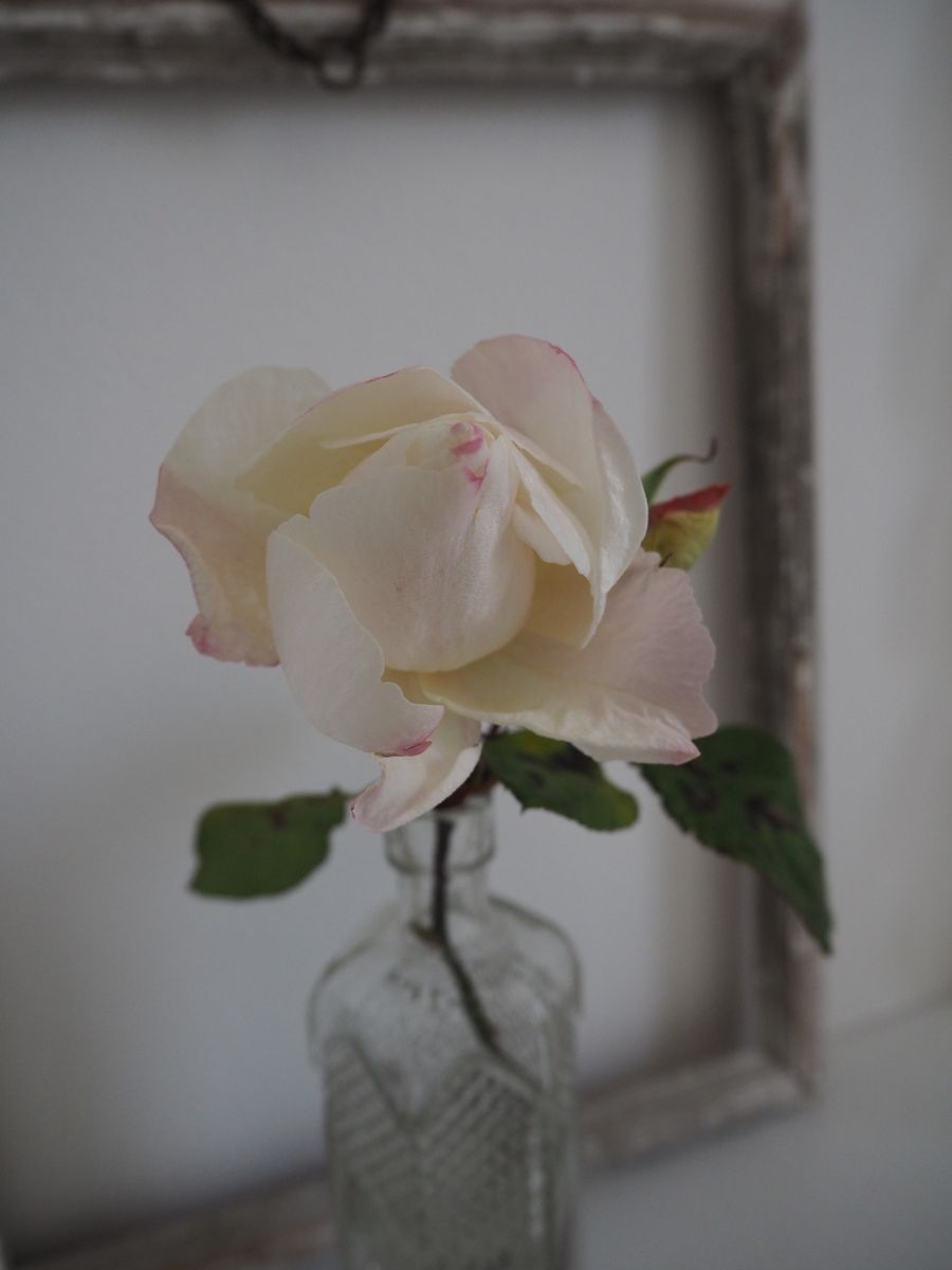 バラ（ブッシュ･ローズ）の写真 by Fleurs 切り花にしてから一週間経過。 蕾が開き始