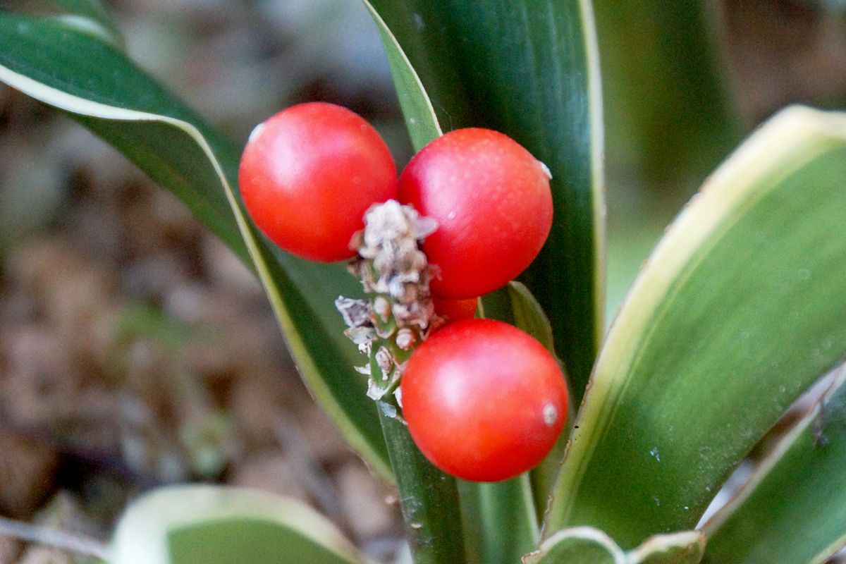 オモト（万年青） ユリ科オモト属 濃い緑の葉に包まれるように赤い実がなる様子は、母