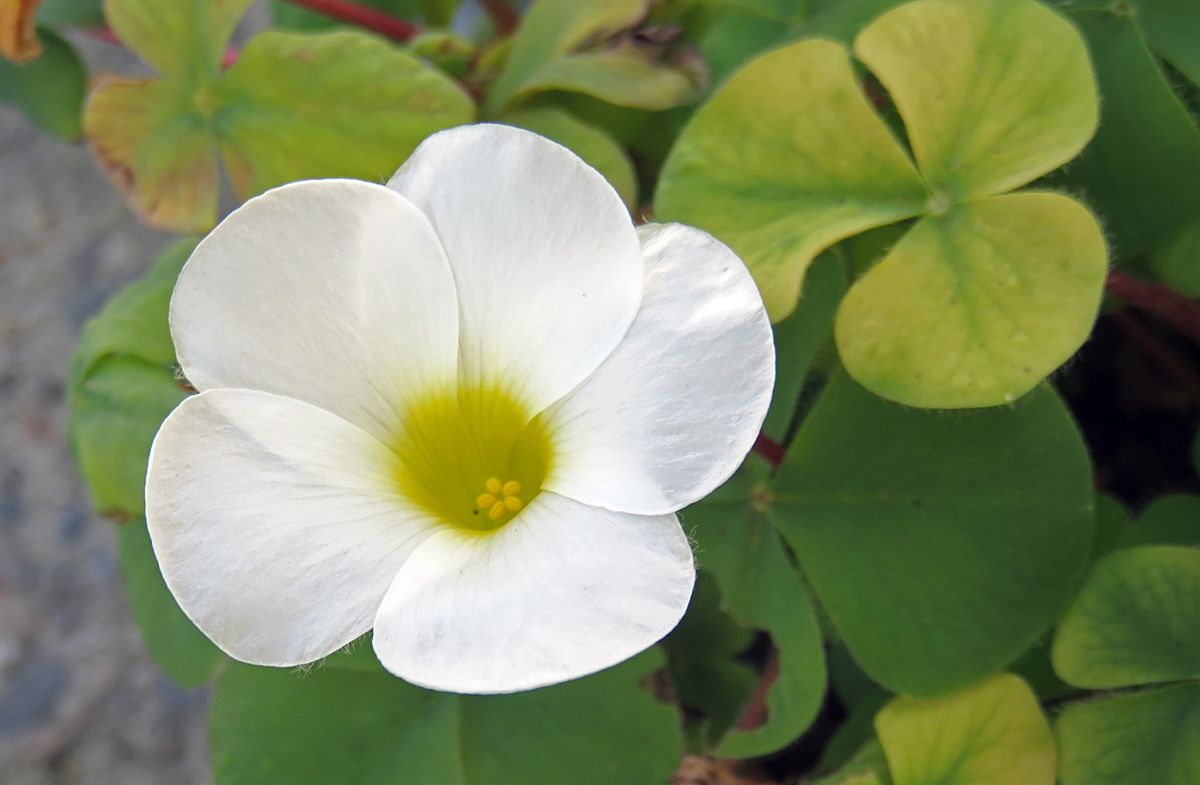 オキザリス・プルプレア 別  名：フヨウカタバミ（芙蓉酢漿草） カタバミ科カタバミ属