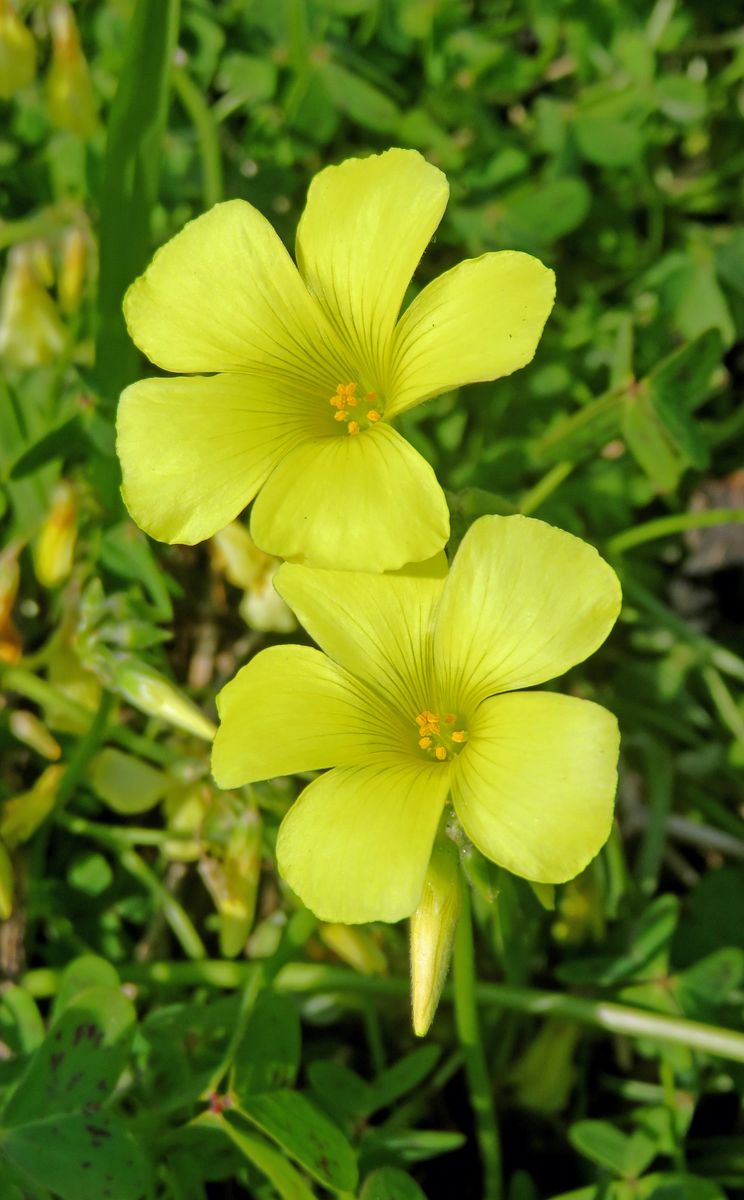 オキザリス・ペスカプラエ 別  名：オオキバナカタバミ（大黄花酢漿草） カタバミ科カ