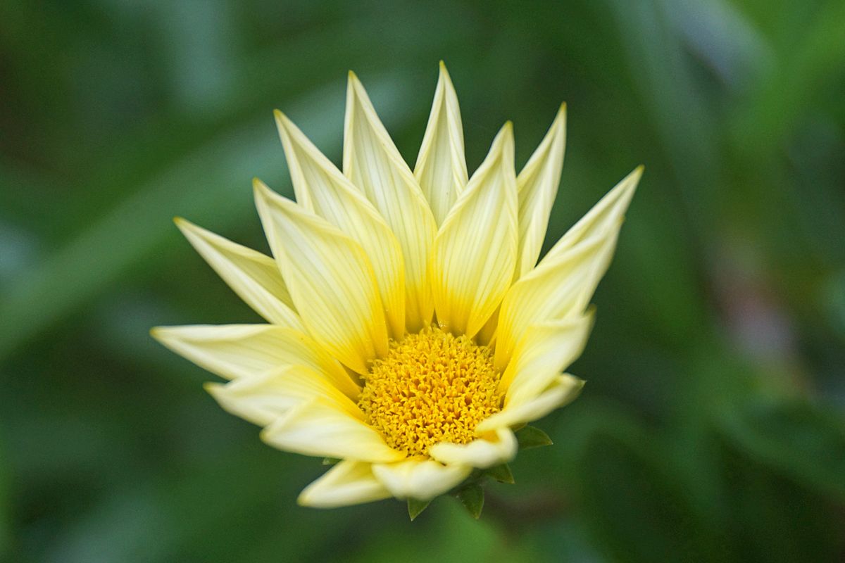 ガザニア 別 名：クンショウギク（勲章菊） キク科ガザニア属（クンショウギク属） 寒