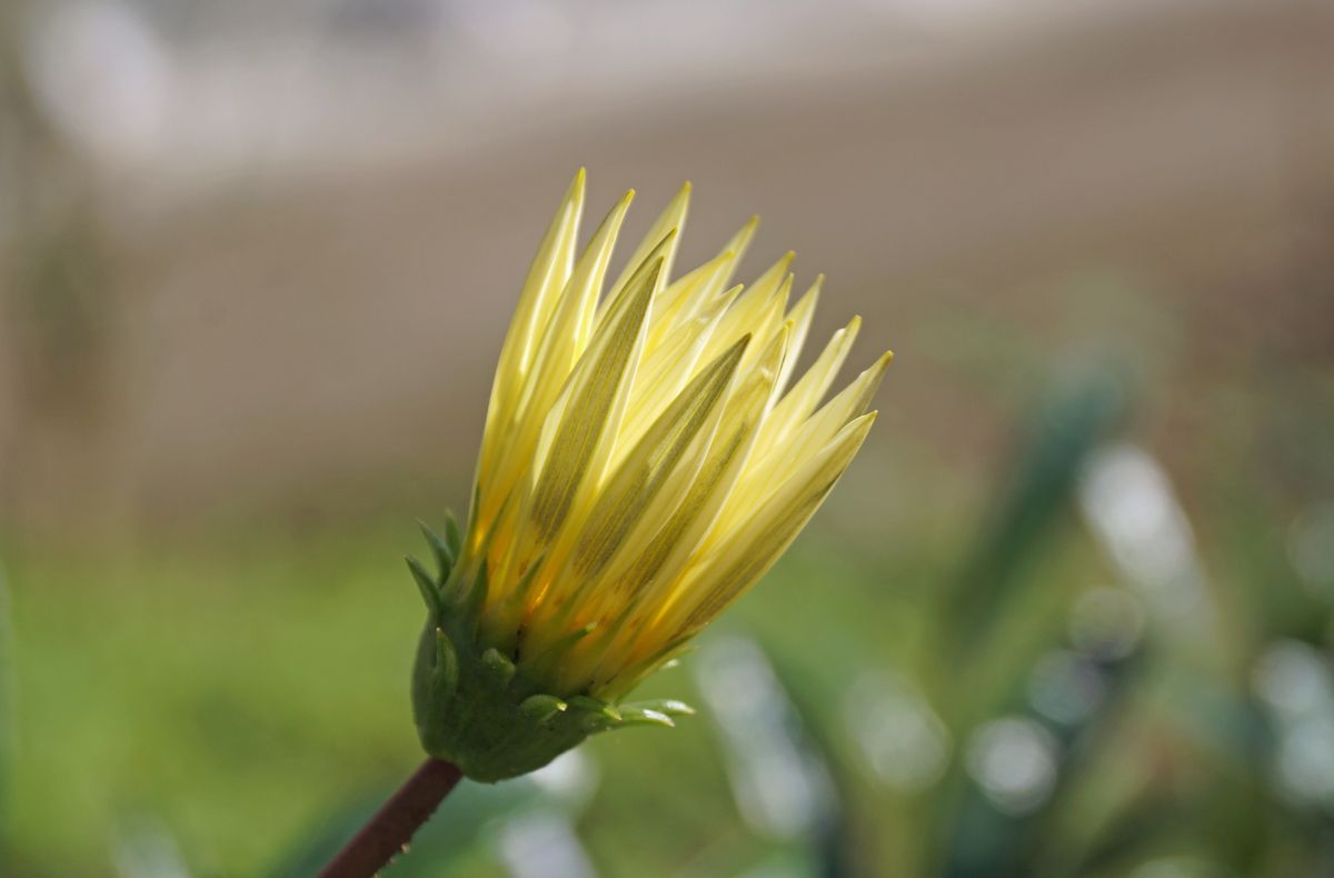 ガザニア 別 名：クンショウギク（勲章菊） キク科ガザニア属（クンショウギク属） 太