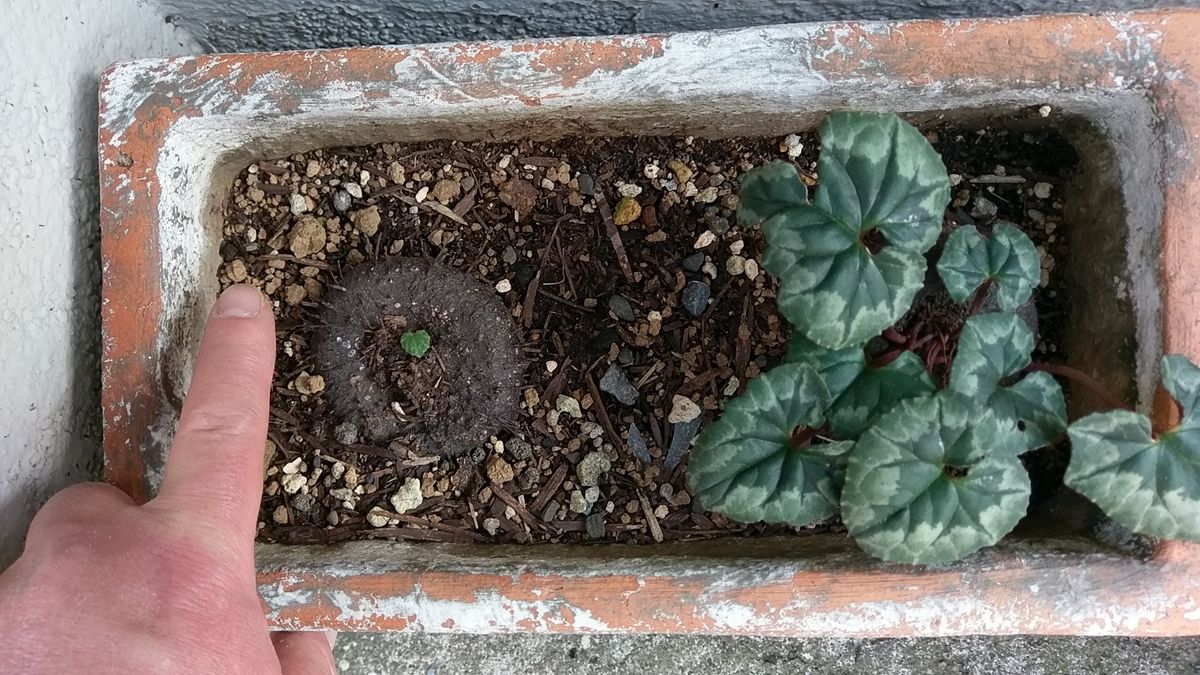 お芋(塊茎)の大きさはこれくらいです。 花はコウムくらいの小ささなので、原種だと思