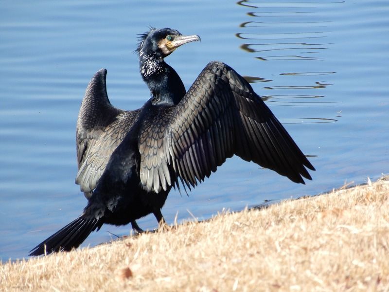 ミドリ色の目が美しいカワウ   羽を 乾かしていました。  武蔵野の森公園  武蔵野の森