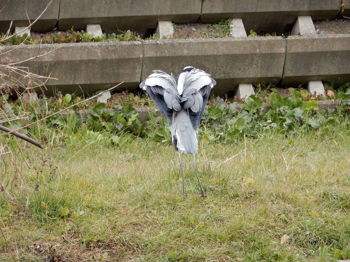 野川 の アオサギ  羽を広げて ピョンピョンといった感じで 移動