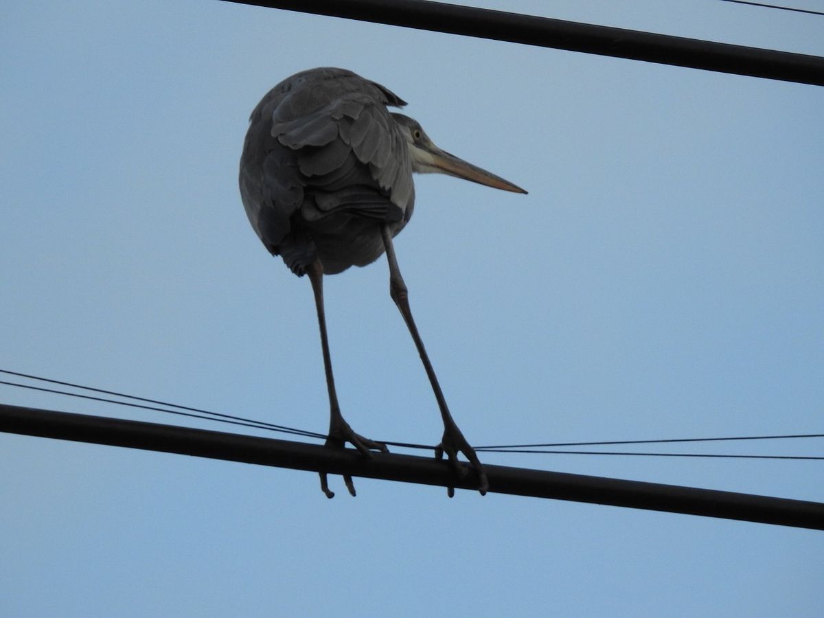 電線 の アオサギ  以前は カワウの縄張りでした。