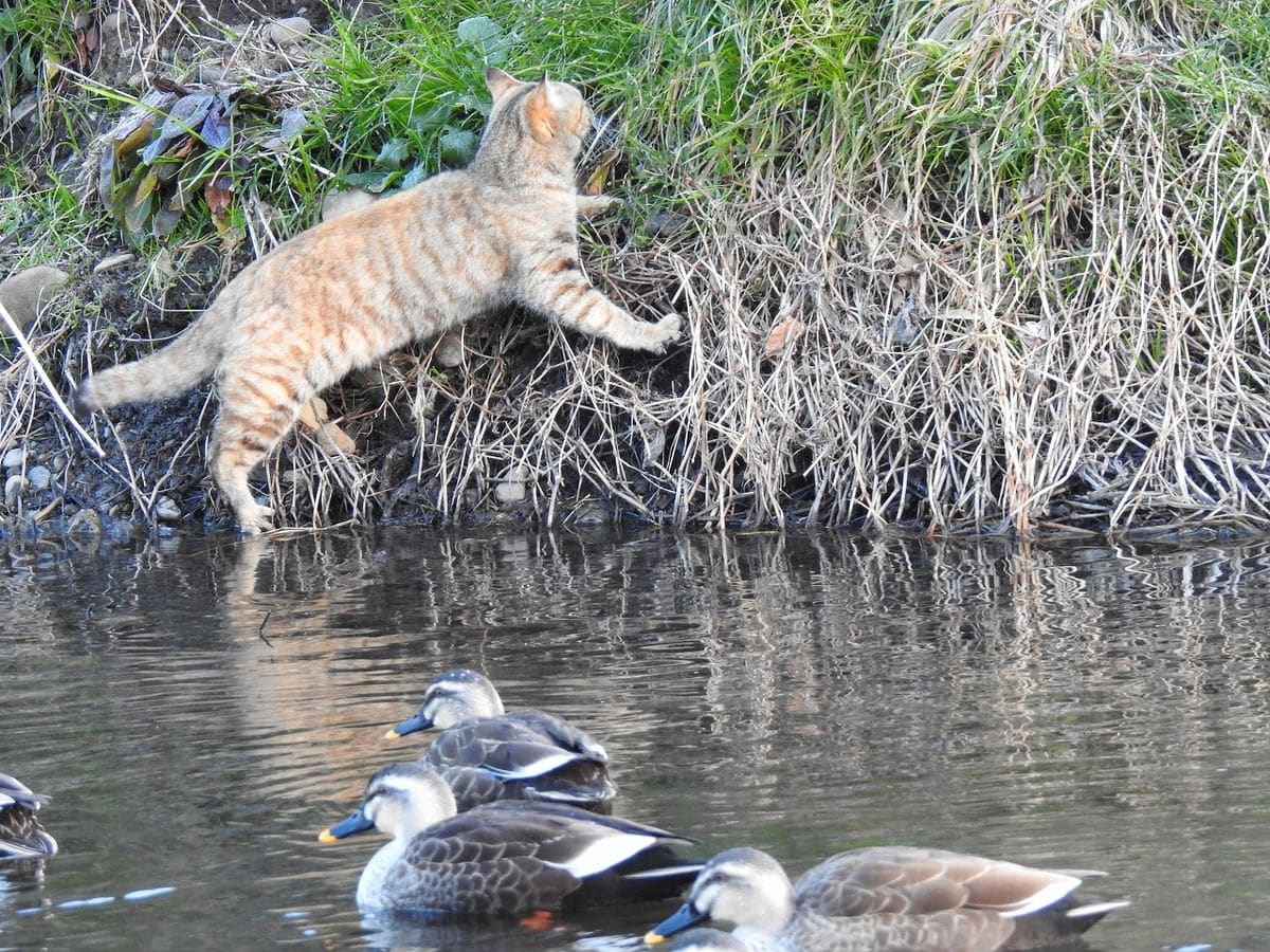 カルガモ を 狙う (=^・^=)  退散‼ 退散‼