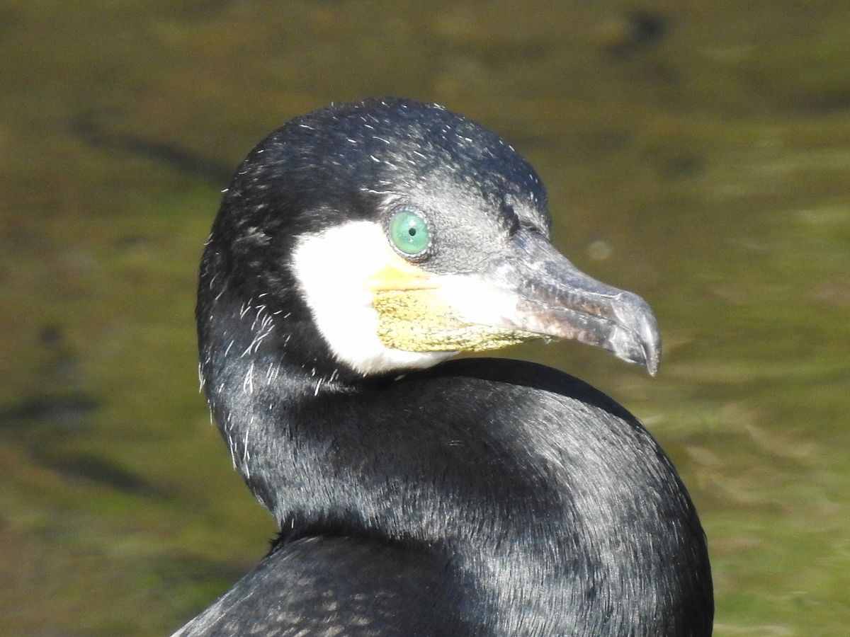 川の ど真ん中に佇む カワウ  目が美しいです。