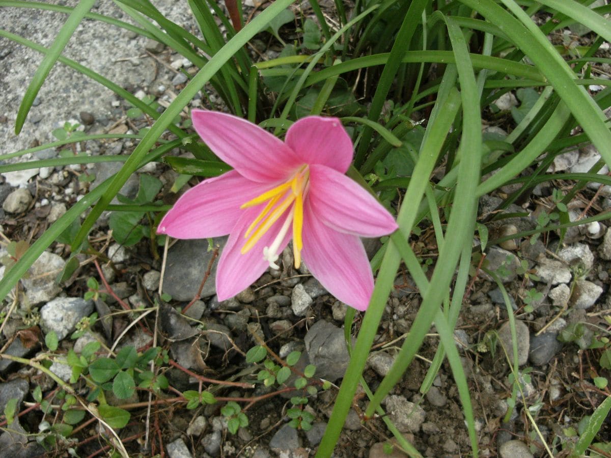 庭ににピンクの花が咲いています。球根で、白い花もありますが、ピンクです。名前がわ