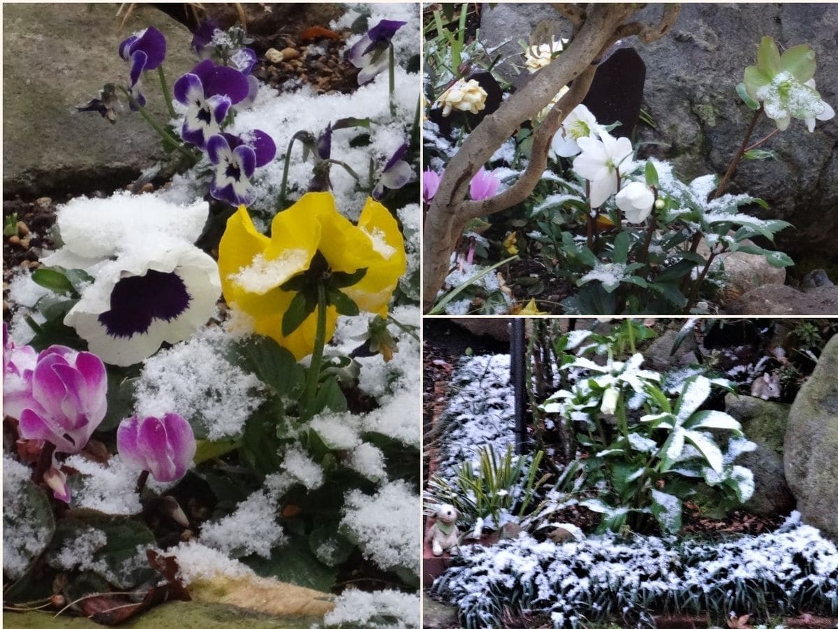 左：花壇のパンジービオラ・ミニシクラメンの花たちが雪をかぶって喜んで🙌🎶 📷右：２か