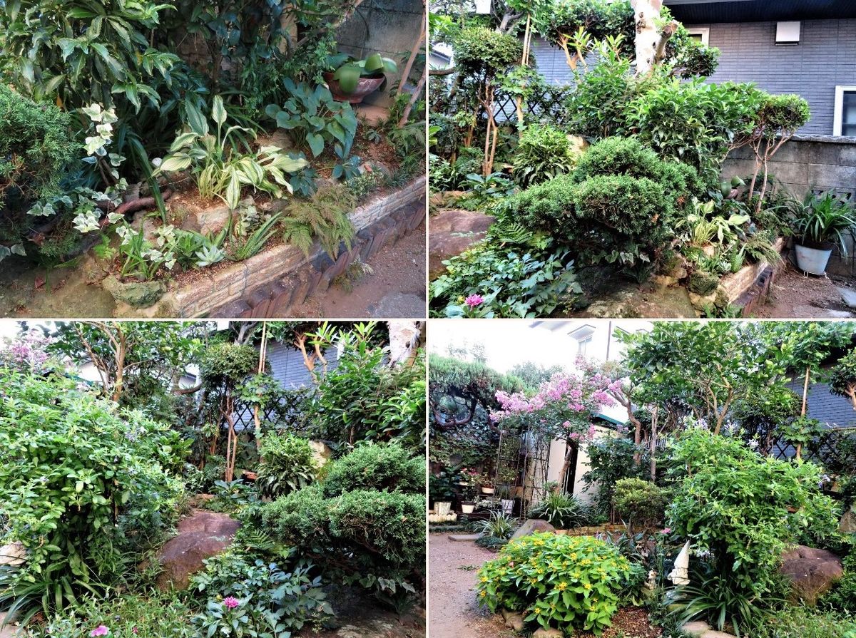 ３⃣庭先側面から眺めた光景の４コマ写真... 上📷左：新たに植えた多肉植物とギボウシホ