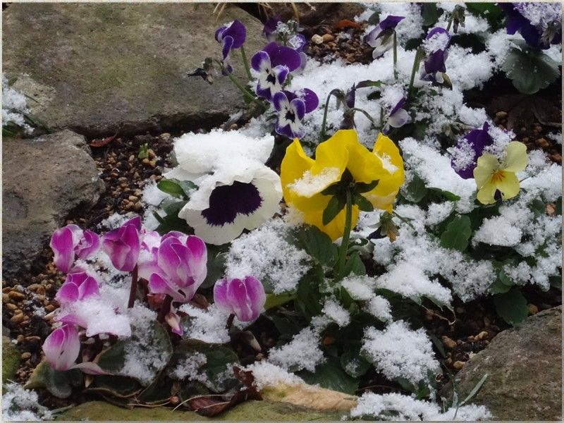 花壇のパンジービオラ・ミニシクラメンの花たちが雪をかぶって喜んで🙌🎶