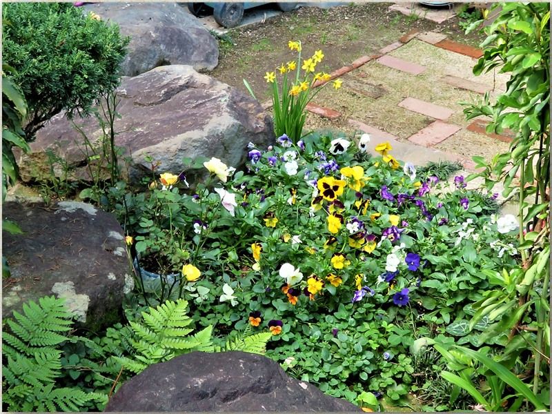 １⃣📷小道上から眺めた花壇の姿...パンジービオラ・ミニバラの花の先頭立っているミニ