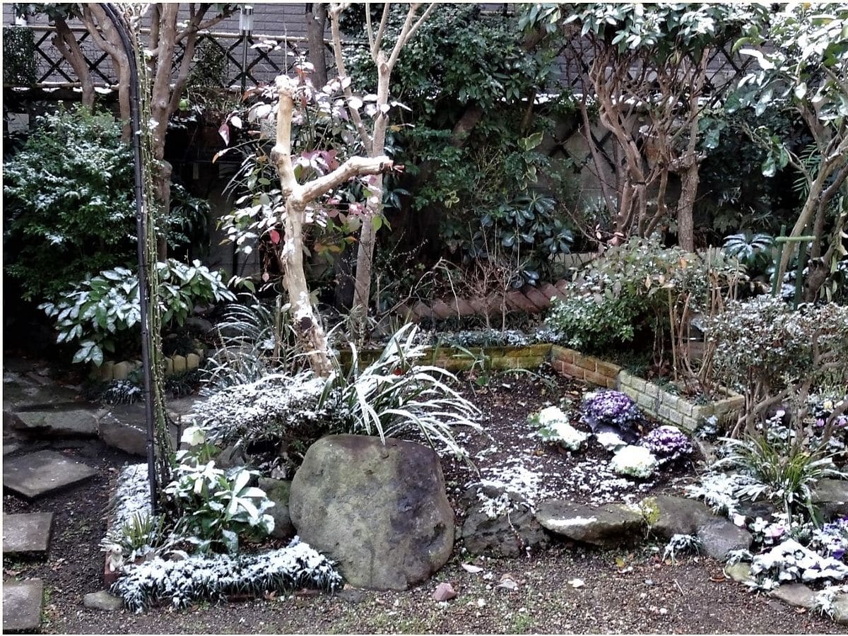 庭先正面から薄っすら⛄雪の帽子をかぶった様子の植物たち