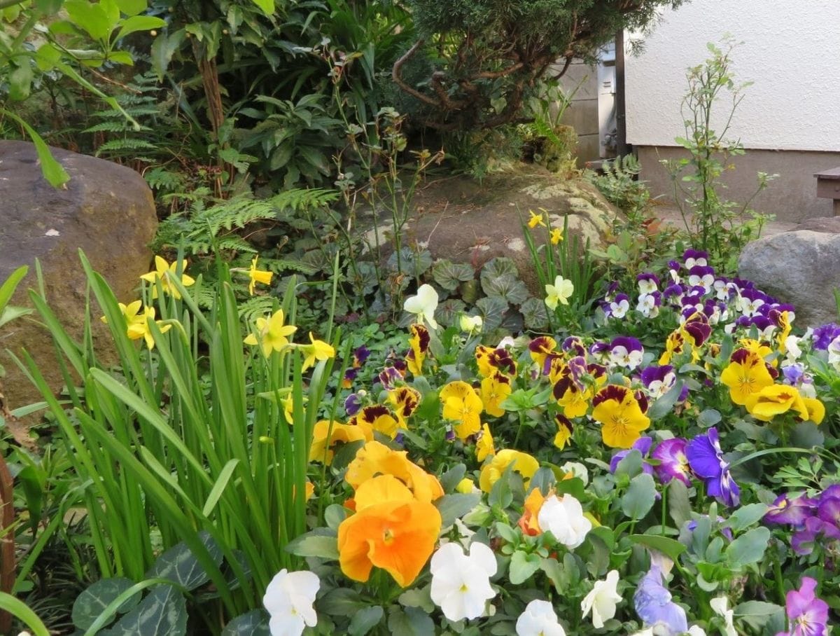 ミニスイセンの周りにパンジービオラの花が咲き並ぶ眺め