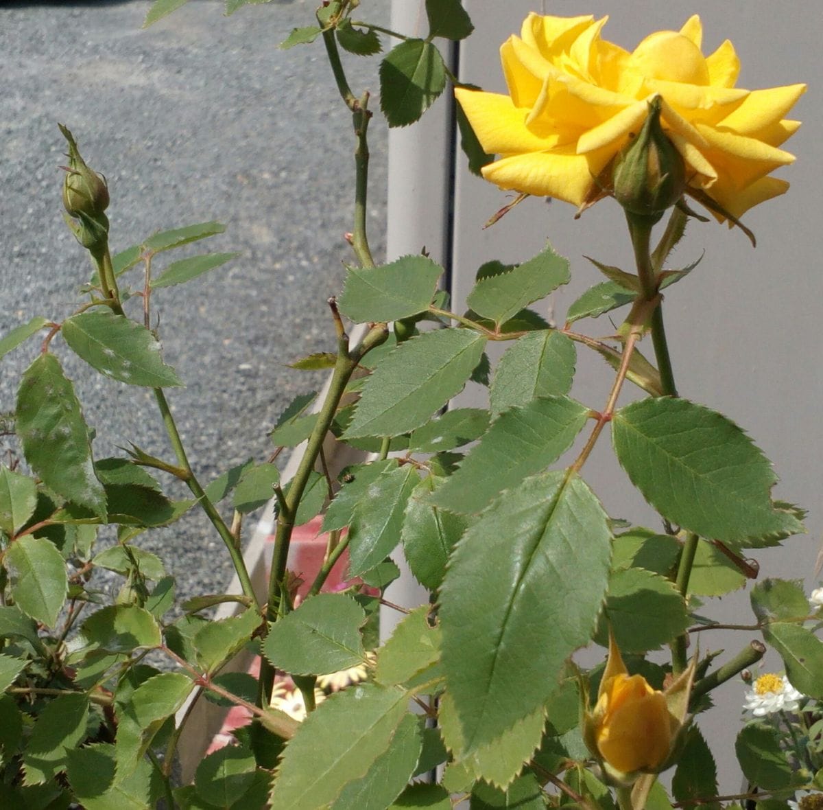真夏日直前の暑さにも負けず、元気に開花中の黄色い「ミニバラ」です🙌蕾が一杯あるの