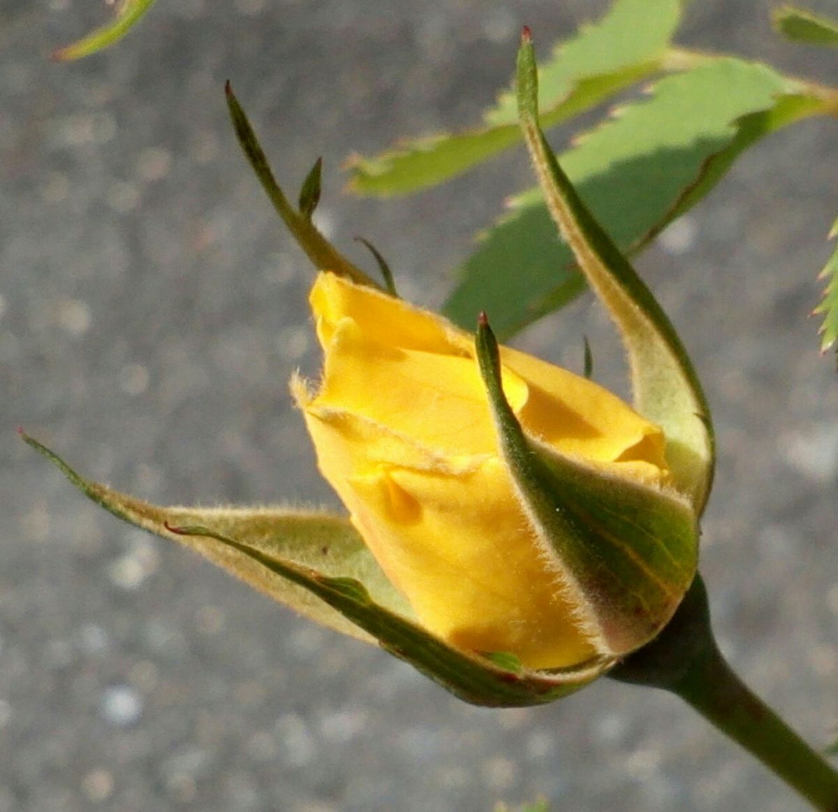 今後の開花が楽しみなの黄色い「ミニバラ」の蕾の大アップです😅４月２２日撮影