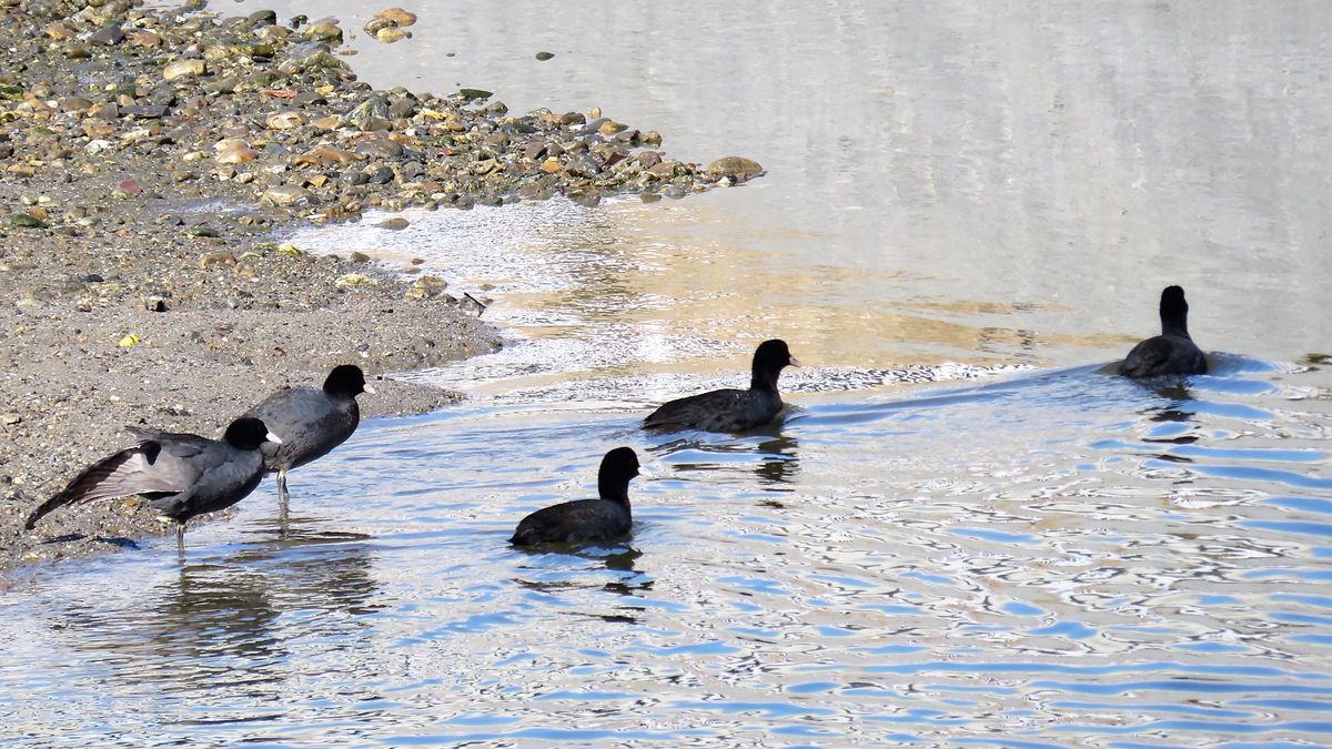 オオバン 2月4日 クルマの点検待ち時間に デーラーの隣を流れる川で撮影