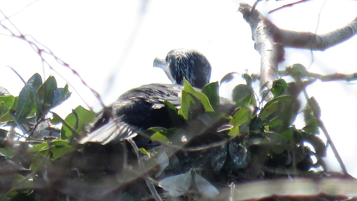 2019.3.15 撮影 卵温める川鵜