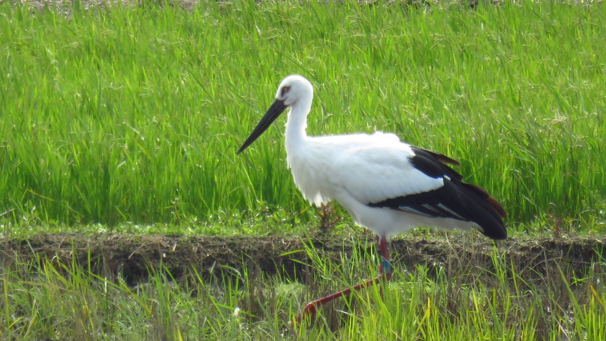 2019.10.28 撮影 コウノトリ 福井県越前市が放鳥したコウノトリ九羽のうちの一羽 個体