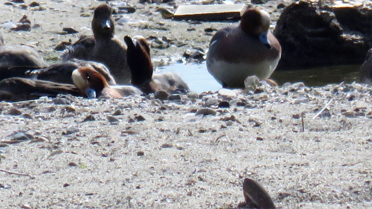 2019.1.29 撮影 ヒドリガモの温泉ツアー 海岸引き潮の溜まり海水は憩いの場