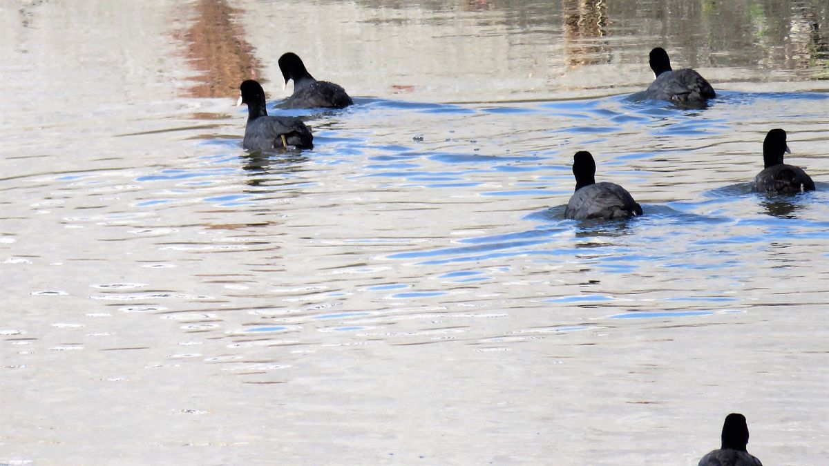 オオバン 2月4日 クルマの点検待ち時間に デーラーの隣を流れる川で撮影