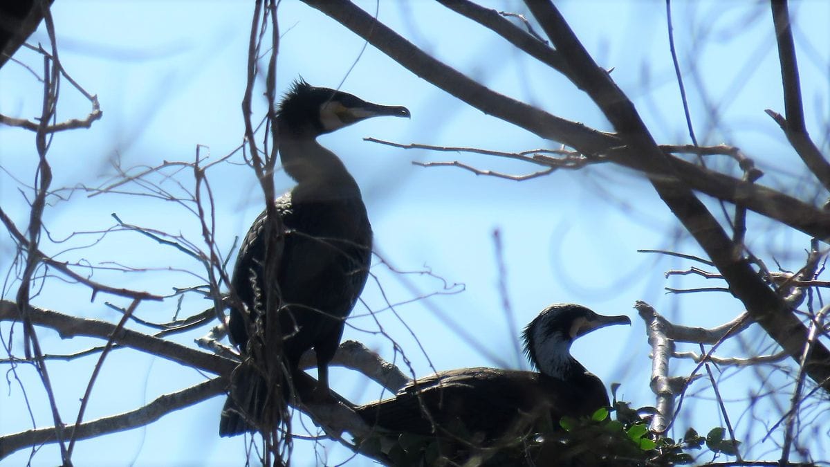 初春の鵜の山 2019.3.9 撮影 春は鳥たちものんびり楽しそう この周囲にはいっぱい池が