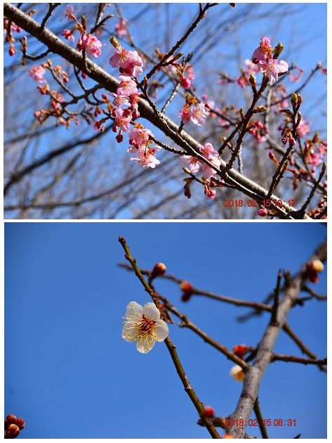 （上）河津桜：咲き始めたのですが、寒さの影響でしょうか    花の姿がきれいでありま