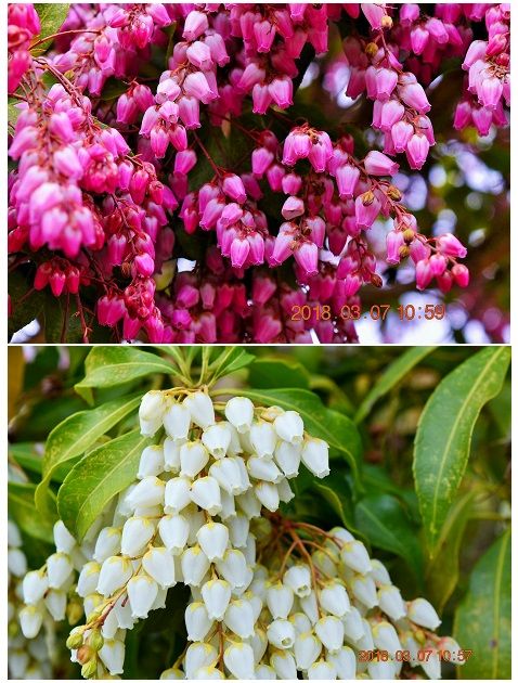 ツツジ科常緑低木『アセビ』ピンクと白の花が満開です。