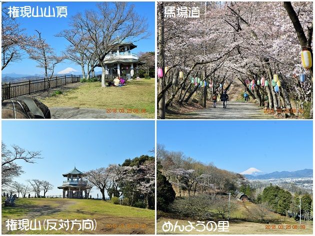 久し振りに陽気も良くなり、弘法山公園からは 1週間ぶりに雪の増えた富士山が見えまし