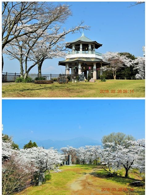 2018/03/28 権現山展望台桜情報 今日は晴れていましたが、春霞で富士山はうっすらと 