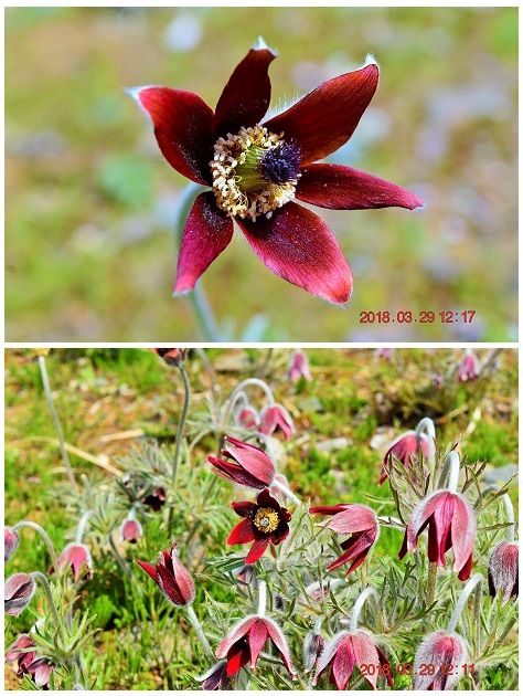 キンポウゲ科『オキナグサ』(戸川公園) 茎や葉に白い毛が密生し、白髪のお爺さんのよ