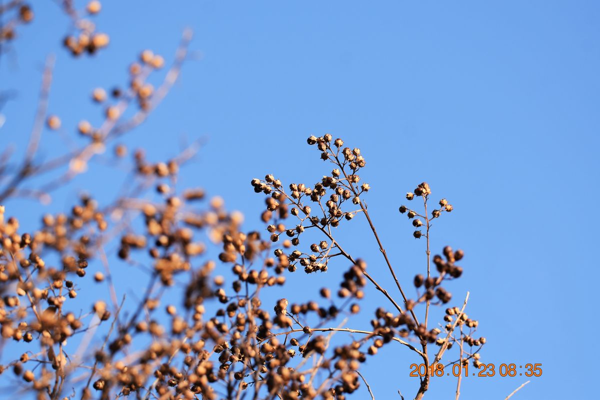 池のたもとの百日紅に実がたくさんつき 破裂して種が今にもふりまかれそうです。