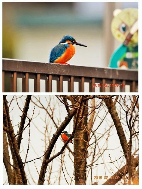 今日(2/11)のカワちゃん 飛んで行ったので、ついていったら民家の塀や庭の桜の樹で一