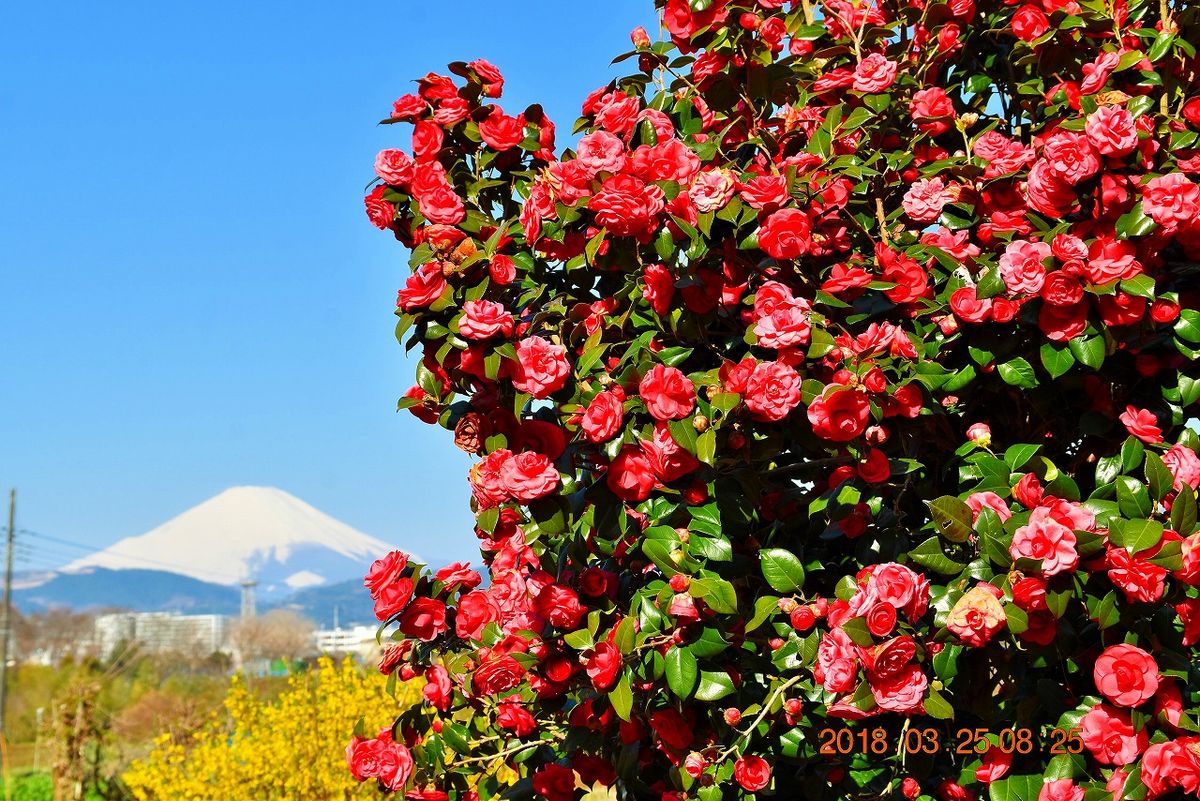 ツバキと富士山