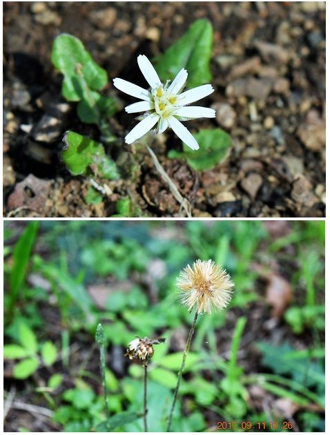 キク科『センボンヤリ』 (上)今日見つけた春の舌状花 (下)秋9月に咲く閉鎖花（これも